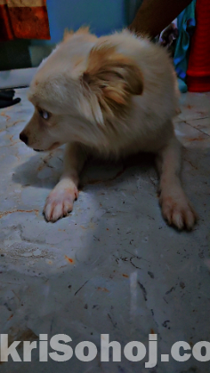 japanese spitz dog